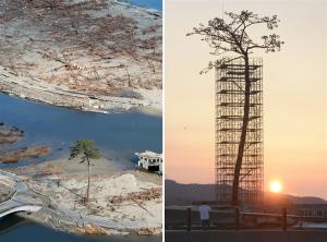  اليابان تكرم الشجرة الوحيدة الناجية من زلزال وتسونامي