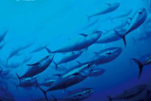 دراسة: الضوضاء تزعج الأسماك وتقلل قدرتها علي أمتصاص غذائها