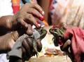  قرية هندية تقيم حفل زواج لضفدع وضفدعة لإنزال المطر