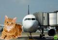 السعودية: قطة تتسبب في تأجيل رحلة طيران