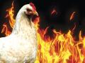 دجاجة تنقذ عائلة أمريكية من الموت
