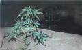 بريطانيا : سجين يزرع نبات المخدرات في زنزانته بعد إقناع حراسه 