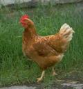 إنتاج أول سلالة دجاج مقاوم لأنفلونزا الطيور