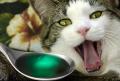 سجن بريطاني أرغم قطة على تعاطي المخدرات 