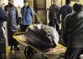 اليابان : بيع سمكة تونة حمراء بما يزيد عن 150 ألف دولار