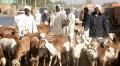 السودان : أكثر من 100 قتيل في هجوم لسرقة ماشية وأغنام