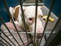 محكمة أمريكية تحكم علي كلب بالسجن المؤبد