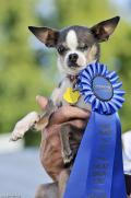 كلب صغير مجهول النسب يفوز بجائزة أقبح كلب في العالم