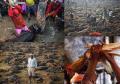نيبال : ذبح ربع مليون حيوان وطائر  في يومين بأحتفالات هندوسية 