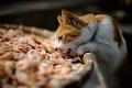  روسيا : قط يأكل وجبة من اﻷسماك ثمنها ألاف الدولارات