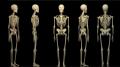 دراسة : الإنسان فقد الكثير من عظامه نتيجة نمط الحياة العصري