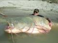 أصطياد أكبر سمكة سلور في العالم محطمة كل اﻷرقام القياسية السابقة
