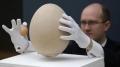 عرض بيضة نادرة لأضخم طائر عاش علي كوكب اﻷرض للبيع في مزاد 