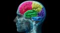 علماء يؤكدوا أكتشاف دماغ ثالث في جسم الإنسان