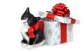 بنك روسي يقدم قطة هدية لكل عميل يحصل علي قرض 