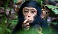 دراسة: الشمبانزي لديه حس أخلاقي كالإنسان
