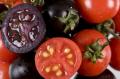 الطماطم المعدلة وراثيا تقاوم مرض الايدز