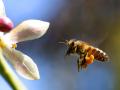 إنخفاض أعداد النحل وأينشتاين تنبأ بفناء البشرية في حالة إنقراض النحل