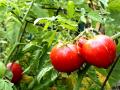  تطوير نوع جديد من الطماطم قادرة علي شرب مياه البحر