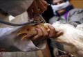 نجاح أول عملية جراحية لدجاجة في السعودية